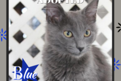87-Blue (adopted in 2020)