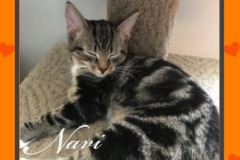 88-89-Navi-and-Harriet (adopted in 2020)