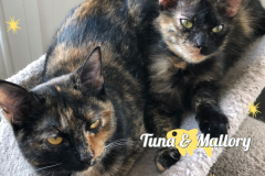 9-10-11-Tuna-and-Mallory-Adopted-in-2022