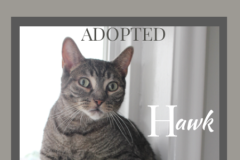 90-Hawk (adopted in 2020)