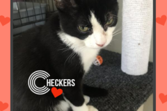 91-Checkers (adopted in 2020)