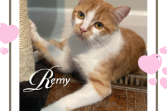 92-Remy (adopted in 2020)