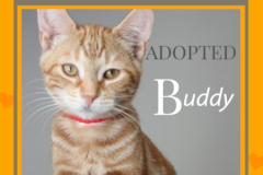 93-Buddy (adopted in 2020)