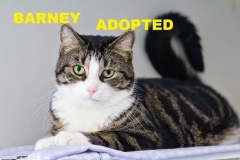 Barney - Adopted - July 22 2018