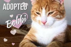 Bobbi-Adopted-on-July-28-2019