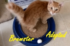 Brewster - Adopted - August 28, 2017