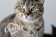 Chasity-Adopted-on-October-5-2019