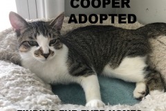 Cooper-Adopted-on-June-20-2020
