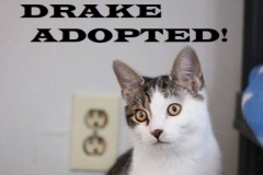 Drake - Adopted on February 23, 2019 with Katie
