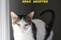 Drax - Adopted - November 25, 2017