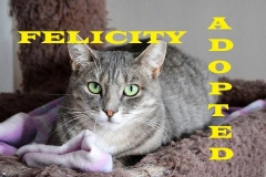 Felicity - Adopted - February 10, 2018