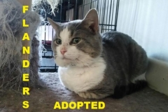 Flanders - Adopted - May 18, 2018 with Travis
