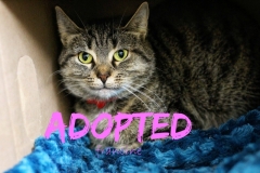 Francene - ADOPTED - March 18,2017