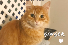 Ginger-Adopted-on-December-29-2019-with-KoKo
