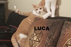 Gus-and-Luca-Adopted-together-on-May-30-2020