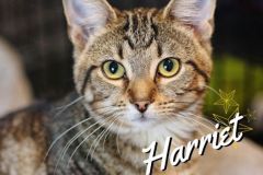 Harriet-Adopted-on-November-24-2019-with-Ozzie