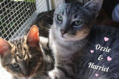 Harriet-and-Ozzie-Adopted-on-November-24-2019