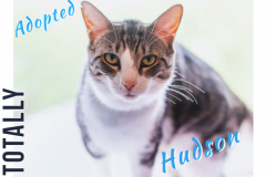 Hudson-Adopted-on-May-30-2019