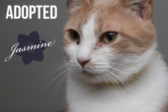 Jasmine-Adopted-on-June-28-2020