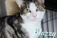 Jazzy-Adopted-on-August-12-2019