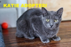 Katie - Adopted - June 16, 2018