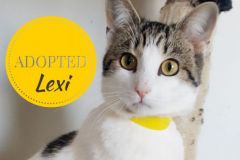 Lexi-Adopted-on-November-13-2019