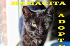 Mamacita - Adopted - February 11, 2018