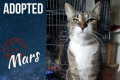 Mars-Adopted-on-August-3-2019