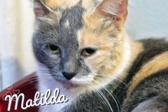 Matilda-Adopted-on-August-16-2019