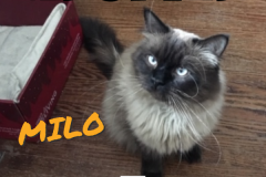 Milo-Adopted-on-May-5-2019-with-Ginny