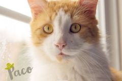 Mr.-Paco-Adopted-on-January-25-2020
