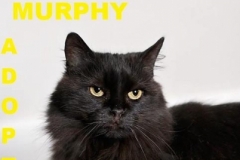 Murphy - Adopted - May 16, 2018