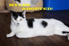 Myles - Adopted on December 15, 2018