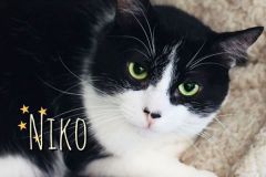 Niko-Adopted-on-August-31-2019