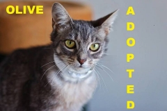Olive - Adopted - March 14, 2018 with Terri