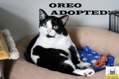 Oreo-Adopted-on-March-23-2019