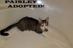 Paisley - Adopted on February 24, 2019