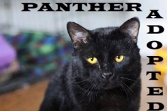Panther - Adopted on January 24, 2019