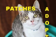 Patches - Adopted - February 17, 2018 with Peppurr