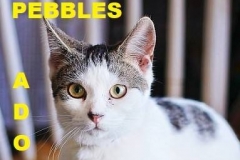 Pebbles - Adopted - March 24, 2018