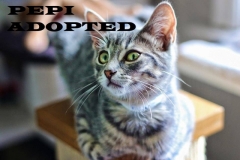 Pepi - Adopted on January 3, 2019