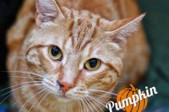 Pumpkin-Adopted-on-October-6-2019-with-Simon
