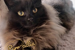Purr-cillia-Adopted-on-April-14-2019