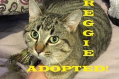 Reggie - Adopted - February 8, 2018