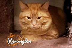 Remington-Adopted-on-October-26-2019