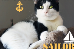 Sailor-Adopted-on-September-8-2019