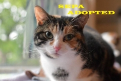 Sepa - Adopted - September 4, 2018