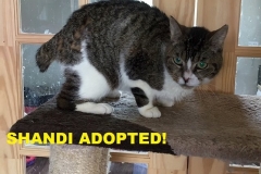 Shandi - Adopted - July 2, 2018