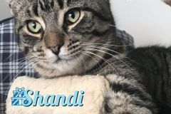 Shandi-Adopted-with-December-21-2019-with-Zippety