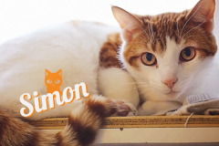 Simon-Adopted-on-October-6-2019-with-Pumpkin
